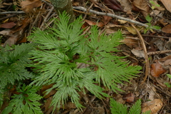 Selaginella firmuloides