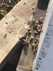 Apis mellifera ligustica