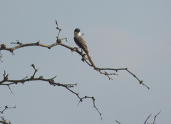 Xenopsaris albinucha