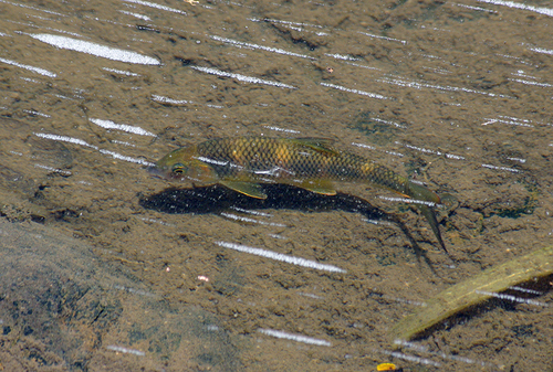 Iridescent barb (Acrossocheilus iridescens) — Cyprinidae