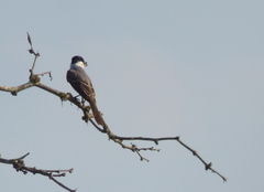 Xenopsaris albinucha