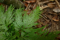 Selaginella firmuloides