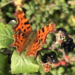 Polygonia c-album