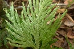 Selaginella firmuloides