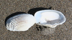 Irus elegans