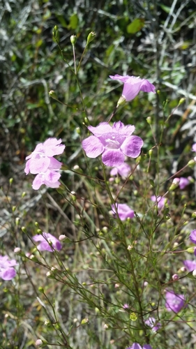 Image of Agalinis filifolia by (c) Jay Horn, some rights reserved (CC BY)