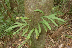 Microsorum latilobatum