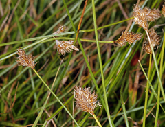 Carex integra
