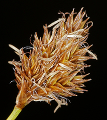 Carex integra