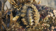 Acanthochitona zelandica