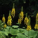 Ligularia fischeri - Photo (c) harum.koh, some rights reserved (CC BY-NC-SA), uploaded by harum.koh