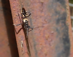 Catasphactes coprias