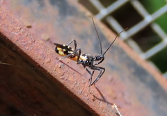 Catasphactes coprias