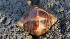 Ischnochiton maorianus