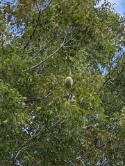 Swietenia humilis