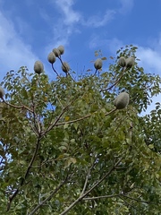 Swietenia humilis