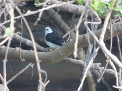 Fluvicola albiventer