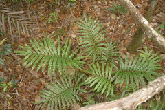 Blechnum chauliodontum