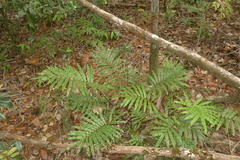 Blechnum chauliodontum