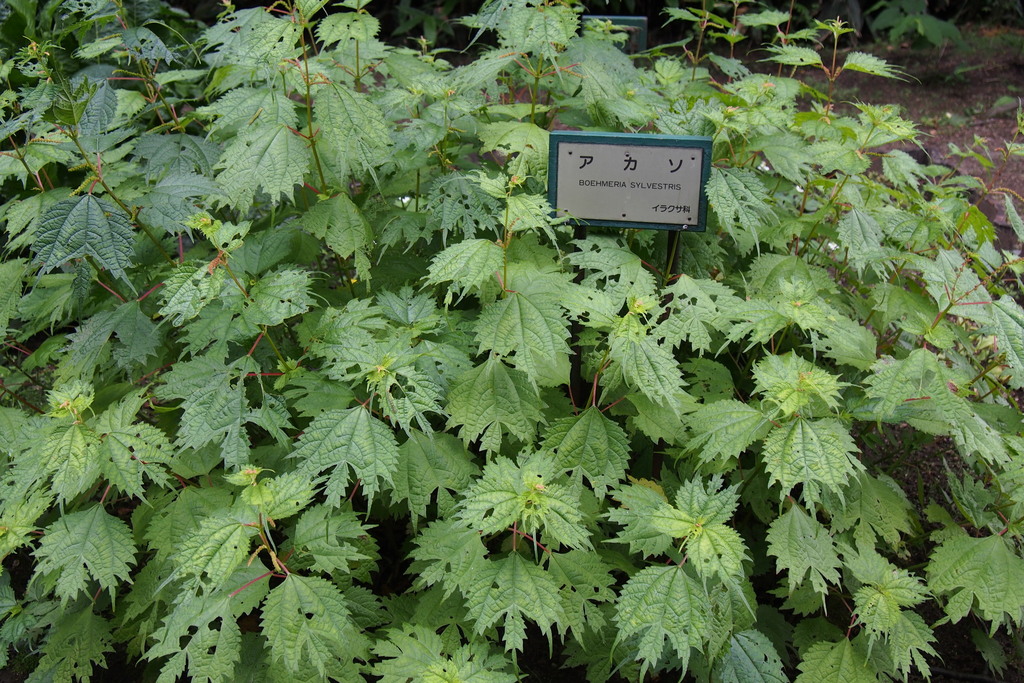Boehmeria silvestrii