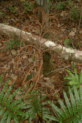 Blechnum chauliodontum