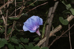 Ipomoea laeta