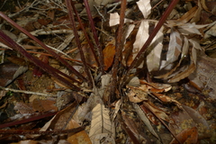 Blechnum chauliodontum