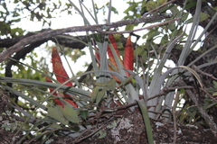 Tillandsia grossispicata
