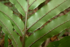 Blechnum chauliodontum