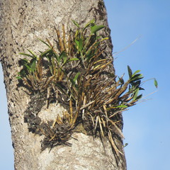 Dendrocoryne