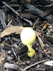 Leucocoprinus birnbaumii image
