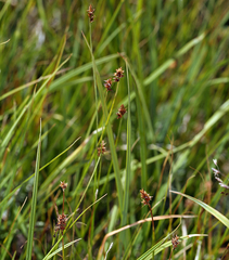 Carex jonesii