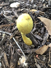 Leucocoprinus birnbaumii image