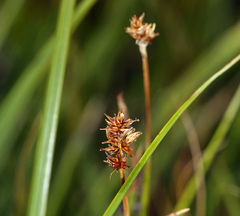 Carex jonesii