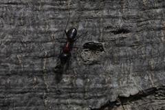 Camponotus obscuripes