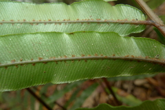 Blechnum chauliodontum