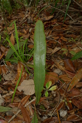 Austrogramme marginata