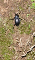 Carabus amplipennis