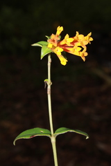 Bouvardia laevis