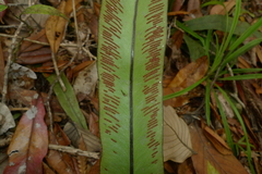 Austrogramme marginata