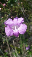Agalinis filifolia