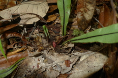 Austrogramme marginata