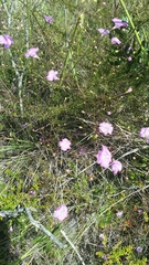 Agalinis filifolia