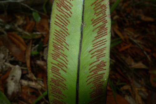 Austrogramme marginata