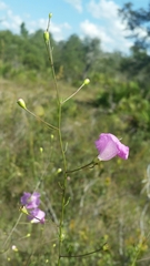 Agalinis filifolia