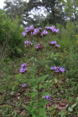 Chromolaena pulchella