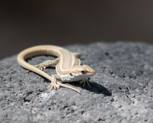 Podarcis erhardii