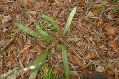 Austrogramme marginata