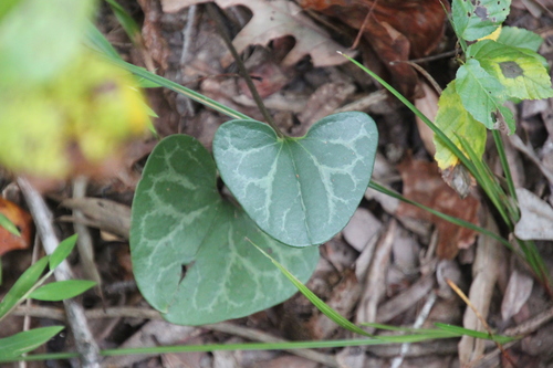 Image of Asarum lewisii by (c) Ashwin Srinivasan, some rights reserved (CC BY)