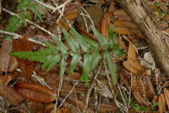 Lindsaea agatii